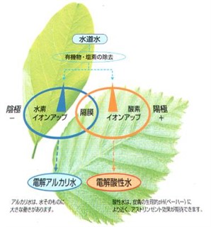 フェリスアクアは水道水から有機物、塩素を除去。美味しくなった水を電気分解してさらに機能アップ。陰極に生成された電解還元水は、水素イオンを含んだアルカリイオン水です。